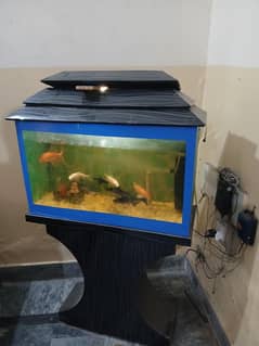 aquarium aur fish for sale