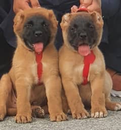 Turkish kangal security dog 2 month pair for sale heavy bone
