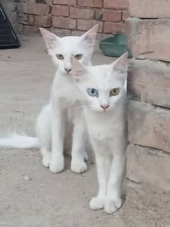 pair