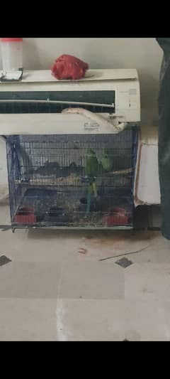 Green Parrot Pair with Cage