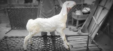 White Dumba | For Sale