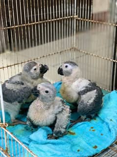 grey parrot chicks for sell