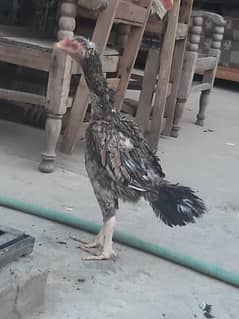High Class Aseel Lakhi and Bajri Madi For Sale  03705723114