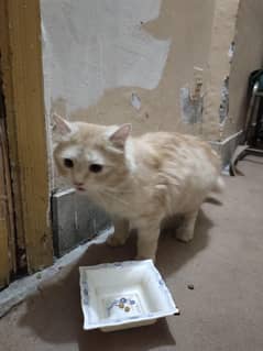 Persian Cat