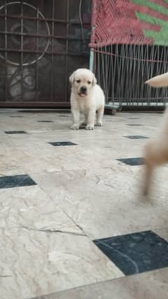 Labrador