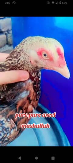 MASHALLAH PURE ASEEL MUGRI URGENT FOR SALE MASHALLAH HEALTHY ACTIVE
