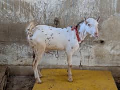 teeda breeder yellow eyes gulabi