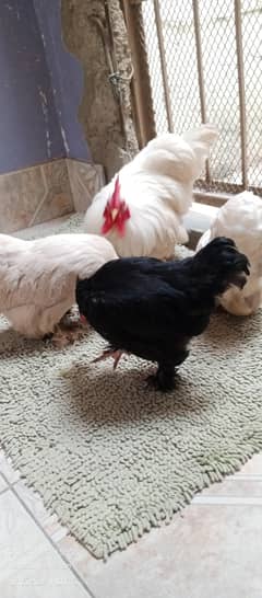 bantum eggs laying hen fresh