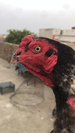 Pure lakha for sale