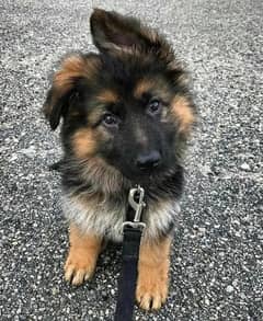 GERMAN SHEPHERD FEMALE PUP 2 mnths