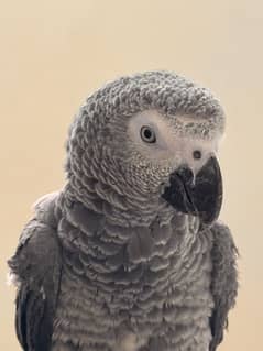 African Grey parrot