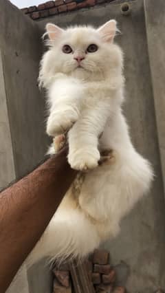 Triple coat persian male cat