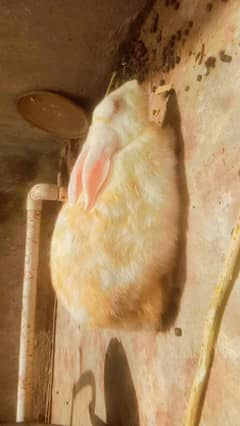 beautiful rabbits available