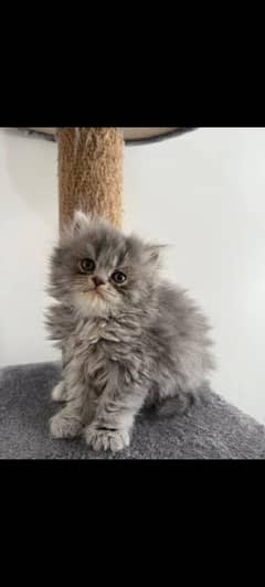 Perisan kitten double coated for sale