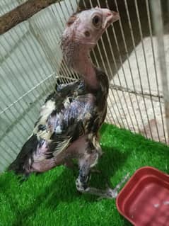 Thai chick