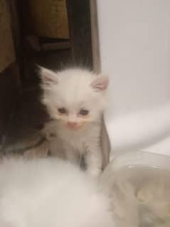 Persian cat