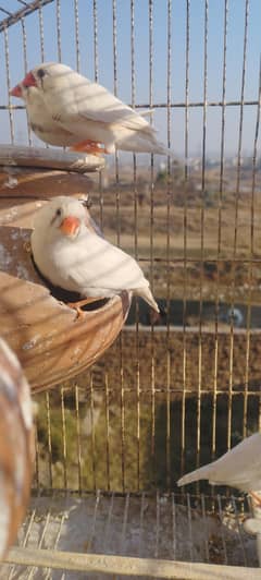 White Zebra Finch