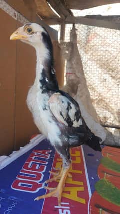 Ghousia Fancy Birds Home Breed King Shamoo Black Chicks
