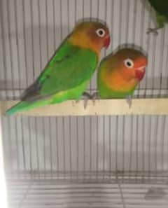 birds