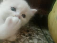 Persian Kittens 3coated