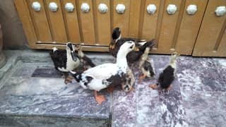 Duch children and pair for sale