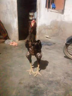 Ismail