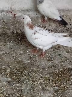 pigeon jis na Lene hai wohi rabta kare