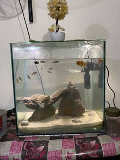 Fish Aquarium(with fishes)