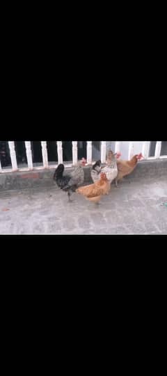 Desi Hens
