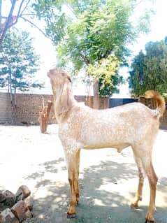 Maakhi Cheeni Bakra