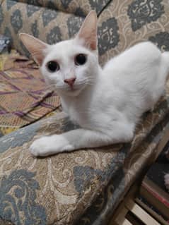 Cats available for free