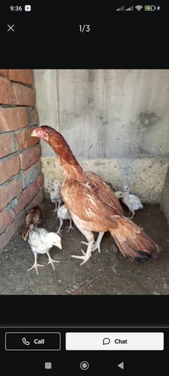 mrethi nasl chicks available