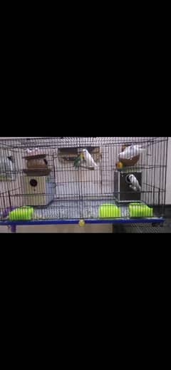 Parrots