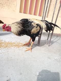 jawa murgaa for sale