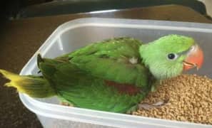 Raw parrot chick 1 month