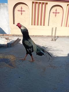 jawa murgaa for sale