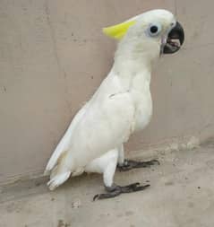 Hybrid Cockatoo baby/03152248124