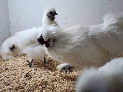 White Silkie Chicks - Healthy and Active - Blue Ears