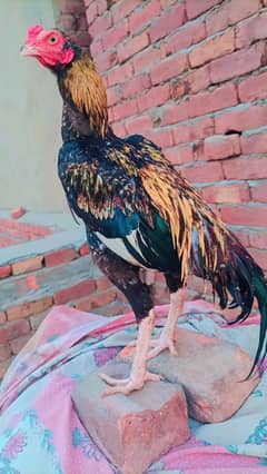 Pure Aseel Mianwali Male // Price Fixed Hai