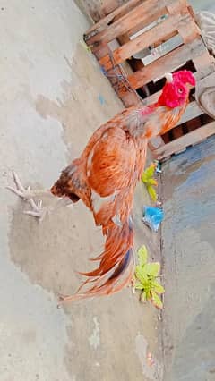 aseel mianwali