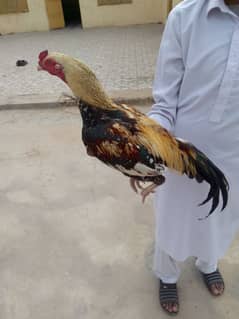 Jawa aseel murga