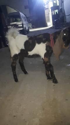 Bakri