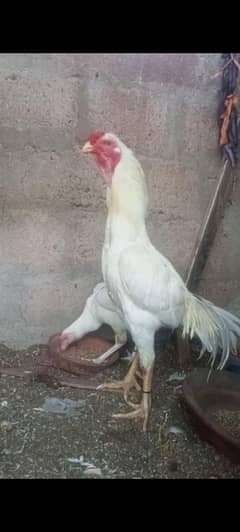 Indian parrot beak croos male for sell