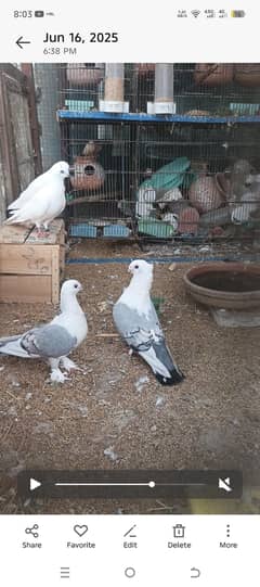 breeder