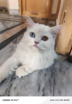 persian od eyes