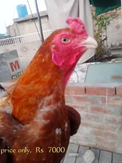 Aseal male & female nasli hn