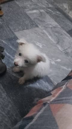 Russian puppy for sale