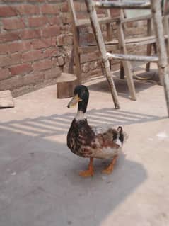 brider young male