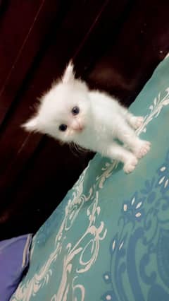 Persian Male Kitten White Breed