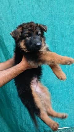 German Shephered Extreme Long hair puppies